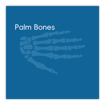 Palm Bones