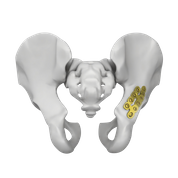 Pelvic Bones Plate