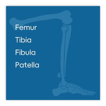 Lower Limb Bones