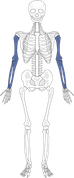 Upper Limb Bones