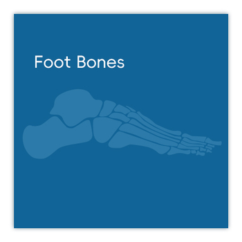 Foot Bones