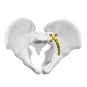Pelvic Bones Plate