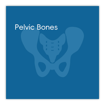 Pelvic Bones