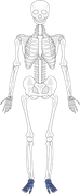 Foot Bones