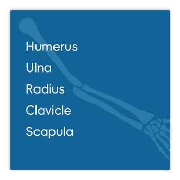 Upper Limb Bones